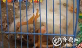 小鸡视频,趣味横生的萌宠日常